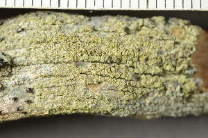  (Lecanora expallens - O-L-238975)  @11 [ ] by-nc (2023) Einar Timdal University of Oslo, Natural History Museum