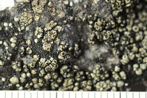  (Lecanora chlorophaeodes - O-L-238987)  @11 [ ] by-nc (2023) Einar Timdal University of Oslo, Natural History Museum