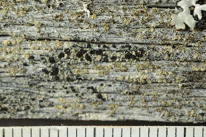  ( - O-L-239016)  @11 [ ] by-nc (2023) Einar Timdal University of Oslo, Natural History Museum