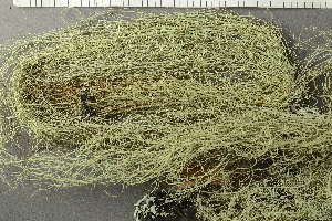  (Usnea - O-L-239019)  @11 [ ] by-nc (2023) Einar Timdal University of Oslo, Natural History Museum