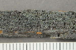  ( - O-L-239034)  @11 [ ] by-nc (2023) Einar Timdal University of Oslo, Natural History Museum