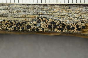  ( - O-L-239040)  @11 [ ] by-nc (2023) Einar Timdal University of Oslo, Natural History Museum