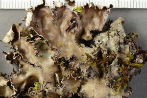  (Peltigera elisabethae - O-L-239057)  @11 [ ] by-nc (2023) Einar Timdal University of Oslo, Natural History Museum