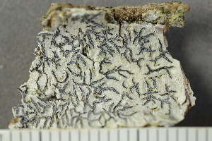  ( - O-L-239061)  @11 [ ] by-nc (2023) Einar Timdal University of Oslo, Natural History Museum