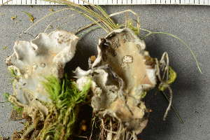  ( - O-L-239166)  @11 [ ] by-nc (2023) Einar Timdal University of Oslo, Natural History Museum