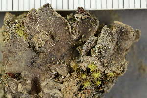  ( - O-L-239180)  @11 [ ] by-nc (2023) Einar Timdal University of Oslo, Natural History Museum