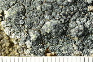  ( - O-L-239184)  @11 [ ] by-nc (2023) Einar Timdal University of Oslo, Natural History Museum