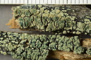  (Lecanora intricata - O-L-239201)  @11 [ ] by-nc (2023) Einar Timdal University of Oslo, Natural History Museum
