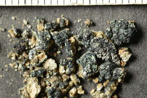  ( - O-L-239294)  @11 [ ] by-nc (2023) Einar Timdal University of Oslo, Natural History Museum