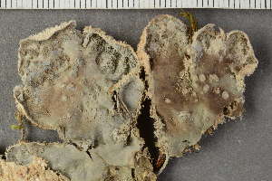  ( - O-L-239641)  @11 [ ] by-nc (2024) Einar Timdal University of Oslo, Natural History Museum