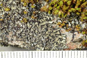  ( - O-L-240636)  @11 [ ] by-nc (2023) Einar Timdal University of Oslo, Natural History Museum
