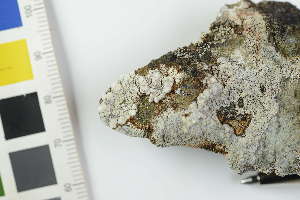  (Lecanora chalcophila - O-L-240714)  @11 [ ] by-nc (2025) Erik J. Möller University of Oslo, Natural History Museum