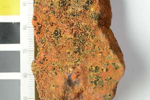  ( - O-L-240929a)  @11 [ ] by-nc (2025) Erik J. M&ouml;ller University of Oslo, Natural History Museum