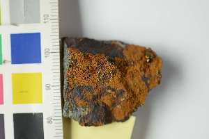  ( - O-L-240951a)  @11 [ ] by-nc (2025) Erik J. M&ouml;ller University of Oslo, Natural History Museum