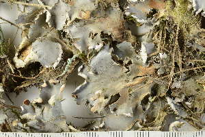  ( - O-L-241284)  @11 [ ] by-nc (2024) Einar Timdal University of Oslo, Natural History Museum