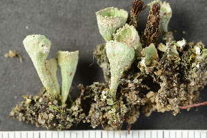  (Cladonia conista - O-L-241288)  @11 [ ] by-nc (2024) Einar Timdal University of Oslo, Natural History Museum