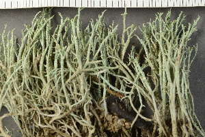  (Cladonia scabriuscula - O-L-241289)  @11 [ ] by-nc (2024) Einar Timdal University of Oslo, Natural History Museum