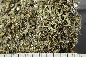  (Cladonia cervicornis - O-L-241297)  @11 [ ] by-nc (2024) Einar Timdal University of Oslo, Natural History Museum
