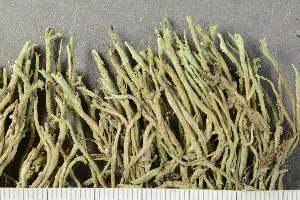  (Cladonia glauca - O-L-241306)  @11 [ ] by-nc (2024) Einar Timdal University of Oslo, Natural History Museum