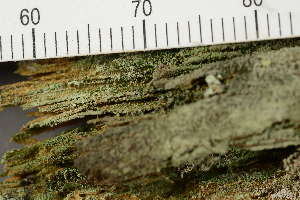  ( - O-L-241775)  @11 [ ] by-nc (2024) Einar Timdal University of Oslo, Natural History Museum