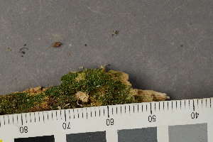  ( - O-L-241843)  @11 [ ] by-nc (2024) Alexander R. Nilsson Biofokus