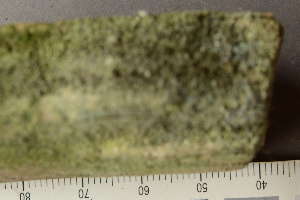  (Chaenotheca hygrophila - O-L-241844)  @11 [ ] by-nc (2024) Alexander R. Nilsson Biofokus