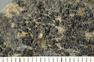  ( - O-L-241862)  @11 [ ] by-nc (2024) Einar Timdal University of Oslo, Natural History Museum
