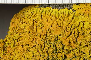  (Xanthoria calcicola - O-L-241885)  @11 [ ] by-nc (2024) Einar Timdal University of Oslo, Natural History Museum