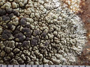  (Miriquidica garovaglii - O-L-243029)  @11 [ ] by-nc (2024) Reidar Haugan University of Oslo, Natural History Museum