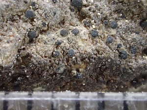  ( - O-L-243042)  @11 [ ] by-nc (2024) Reidar Haugan University of Oslo, Natural History Museum