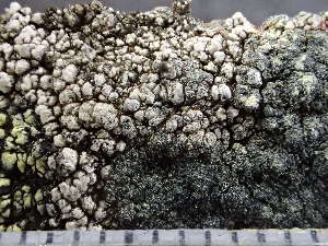  ( - O-L-243064)  @11 [ ] by-nc (2024) Reidar Haugan University of Oslo, Natural History Museum