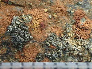  ( - O-L-243067)  @11 [ ] by-nc (2024) Reidar Haugan University of Oslo, Natural History Museum