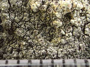  ( - O-L-243100)  @11 [ ] by-nc (2024) Reidar Haugan University of Oslo, Natural History Museum
