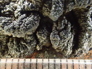  ( - O-L-243211)  @11 [ ] by-nc (2024) Reidar Haugan University of Oslo, Natural History Museum