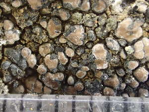  ( - O-L-243235)  @11 [ ] by-nc (2024) Reidar Haugan University of Oslo, Natural History Museum