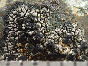  ( - O-L-243247)  @11 [ ] by-nc (2024) Reidar Haugan University of Oslo, Natural History Museum