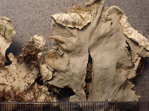  ( - O-L-243349)  @11 [ ] by-nc (2024) Reidar Haugan University of Oslo, Natural History Museum
