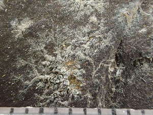  ( - O-L-243352)  @11 [ ] by-nc (2024) Reidar Haugan University of Oslo, Natural History Museum