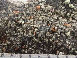 ( - O-L-243362)  @11 [ ] by-nc (2024) Reidar Haugan University of Oslo, Natural History Museum