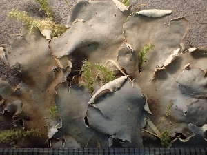  ( - O-L-243368)  @11 [ ] by-nc (2024) Reidar Haugan University of Oslo, Natural History Museum