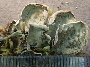  (Peltigera britannica - O-L-243381)  @11 [ ] by-nc (2024) Reidar Haugan University of Oslo, Natural History Museum