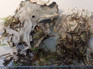  ( - O-L-243392)  @11 [ ] by-nc (2024) Reidar Haugan University of Oslo, Natural History Museum