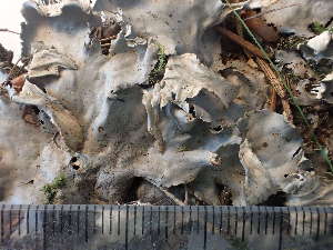  ( - O-L-243398)  @11 [ ] by-nc (2024) Reidar Haugan University of Oslo, Natural History Museum