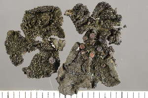  ( - O-L-243437)  @11 [ ] by-nc (2024) Einar Timdal University of Oslo, Natural History Museum