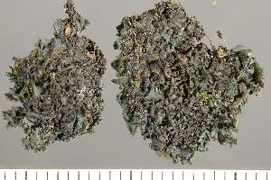  ( - O-L-243438)  @11 [ ] by-nc (2024) Einar Timdal University of Oslo, Natural History Museum