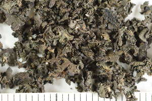  (Scytinium plicatile - O-L-243439)  @11 [ ] by-nc (2024) Einar Timdal University of Oslo, Natural History Museum