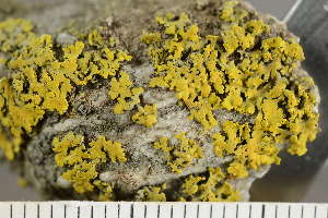  ( - O-L-243447)  @11 [ ] by-nc (2024) Einar Timdal University of Oslo, Natural History Museum
