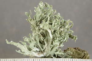  ( - O-L-243448)  @11 [ ] by-nc (2024) Einar Timdal University of Oslo, Natural History Museum