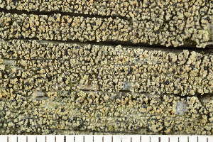 ( - O-L-243449b)  @11 [ ] by-nc (2024) Einar Timdal University of Oslo, Natural History Museum