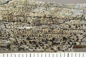  ( - O-L-243646)  @11 [ ] by-nc (2024) Einar Timdal University of Oslo, Natural History Museum